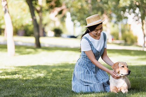 young asian woman stroking yellow labrador on lawn in park