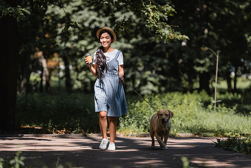young asian woman walking in park with labrador dog and coffee to go