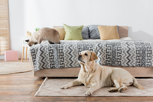 labrador lying on floor carpet near cat on soft bed