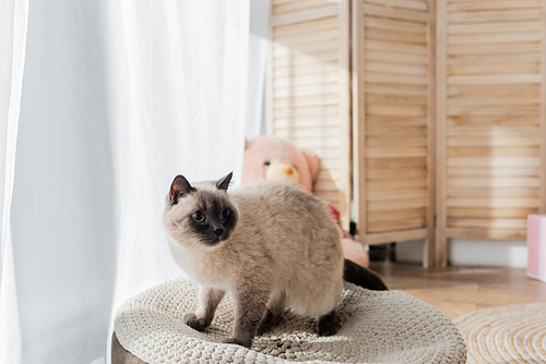 fluffy cat sitting on soft pouf in blurred bedroom