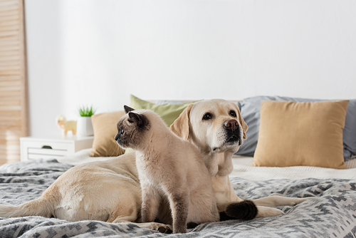 labrador dog and cat lying on soft bed near blurred pillows