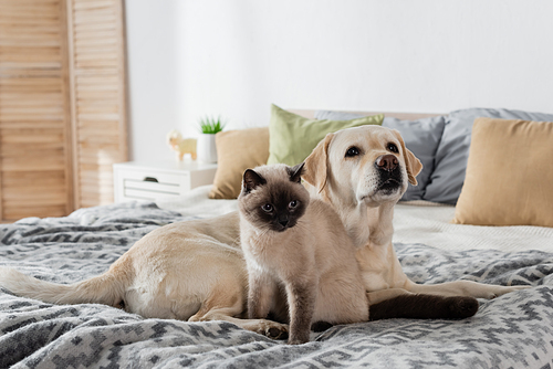 cat and labrador dog on cozy bed at home