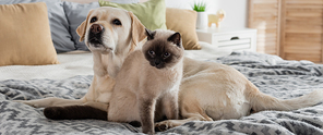 labrador and cat on soft bed together, banner