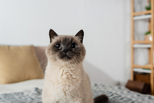 domestic cat sitting on blurred background at home