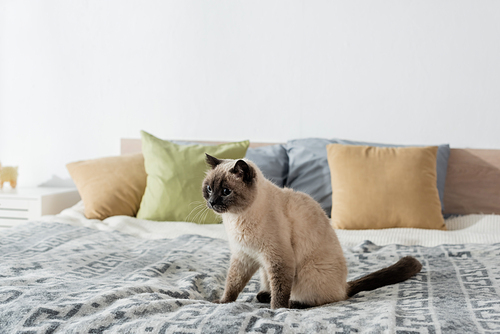 fluffy cat sitting on soft bed near pillows on blurred background