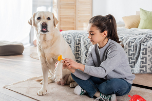 girl sitting on floor with crossed legs and examining labrador with toy neurological malleus