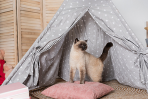 cat in wigwam standing on pillow and looking away