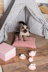fluffy cat on pillow in wigwam near toy tea set and box