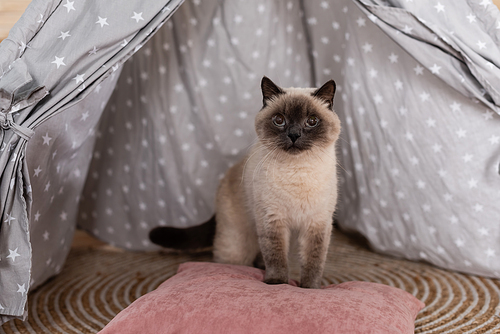 furry cat sitting on pillow in wigwam and looking away