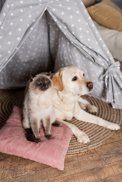 furry cat sitting on pillow near labrador dog in wigwam
