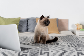 cat sitting on bed near laptop and blurred pillows