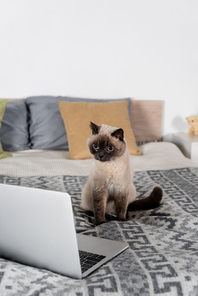 cat sitting on bed near computer and pillows on blurred background