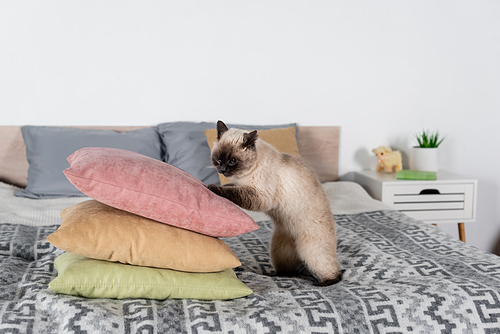 furry cat near stack of soft pillows in bedroom