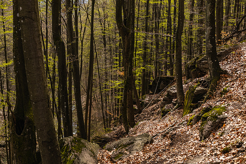 Scenic view of stones and fallen leaves on hill in forest