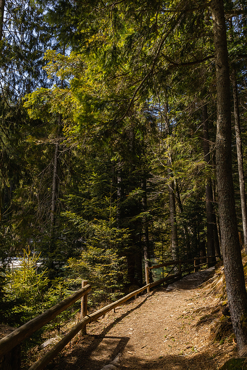 Walkway and fence with sunlight in evergreen forest