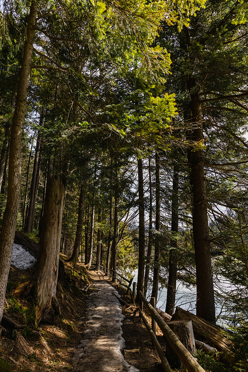 Pathway with snow near trees in forest in spring