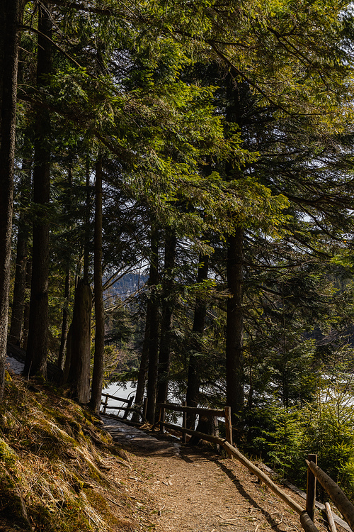 Evergreen trees and walkway with fence in spring forest