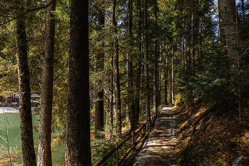 Path with sunlight near lake in spruce forest