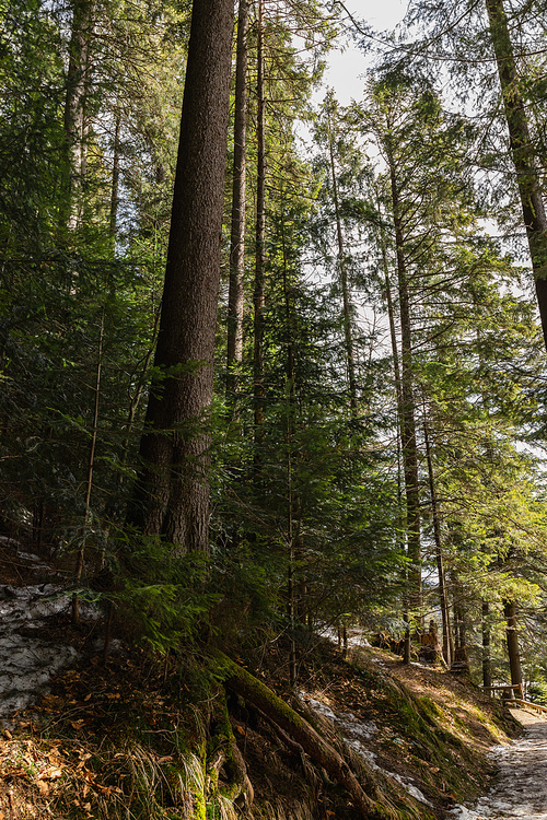 Evergreen forest on hill in mountains