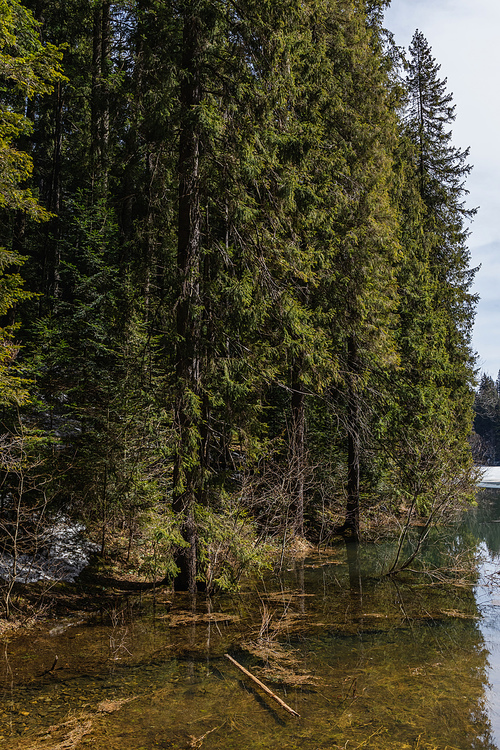 Pine trees on shore of lake in forest