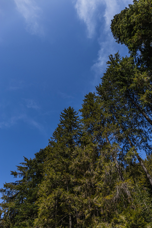 Bottom view of spruce trees with blue sky at background