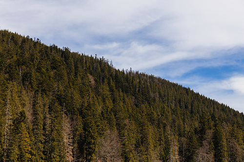 Spruce forest on hill of mountains with sky at background