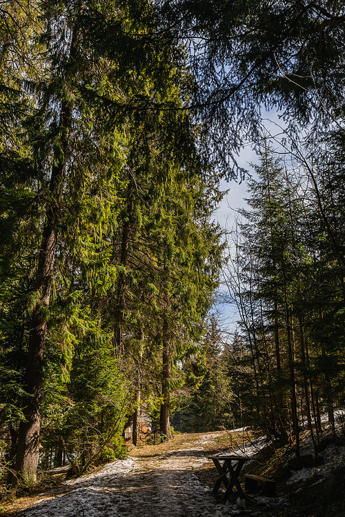 Spruce forest with snow on ground in spring