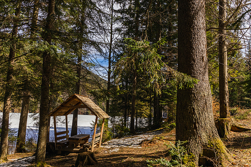 Wooden alcove near spruce trees and lake in spring