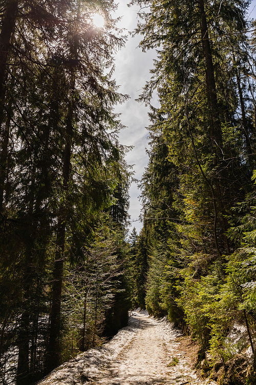 Pathway with snow in evergreen forest in spring