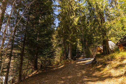 Alcoves near fir trees in spring forest