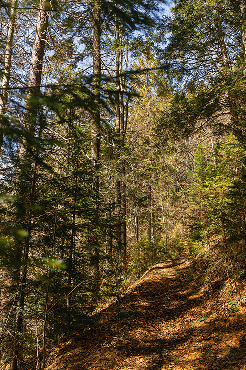 Walkway with sunlight in spruce forest