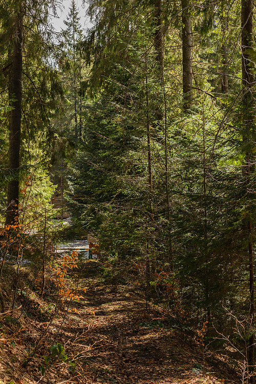 Trail in evergreen forest in spring