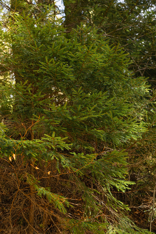 Evergreen trees in forest at daytime