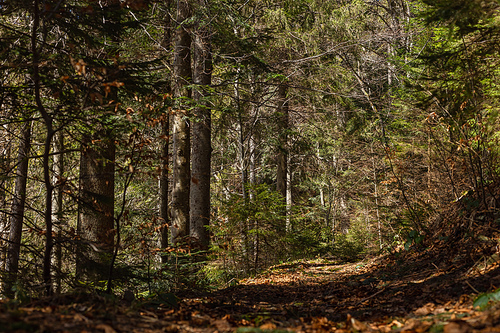 Sunlight on ground in spruce forest