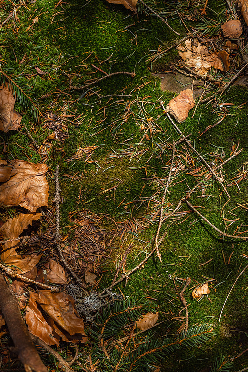 Top view of dry leaves and moss on ground in forest