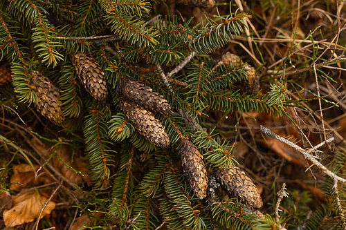 Cones on branch of evergreen tree in forest