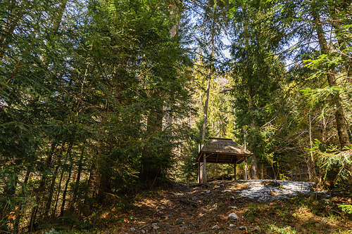 Alcove on hill in spruce forest in spring