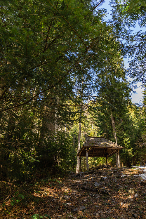 Low angle view of wooden alcove on hill in forest in spring