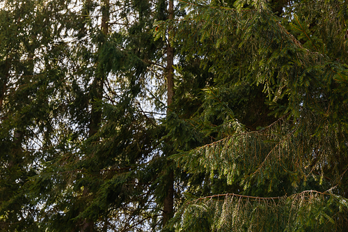 Branches of spruce tree in forest