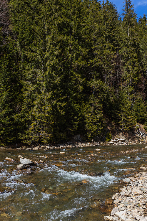 River and evergreen trees in forest