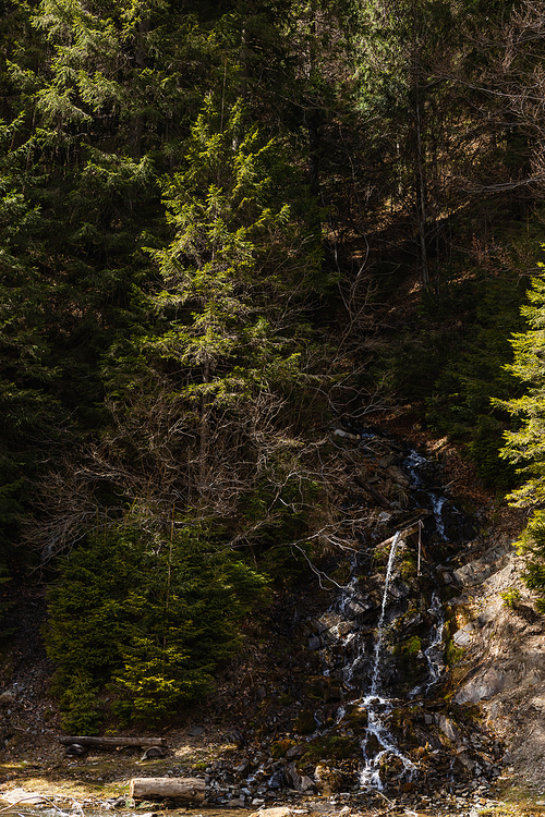 Mountain creek on hill near spruce forest