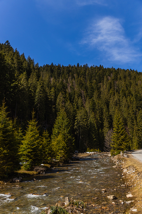 Spruce trees near mountain river with blue sky at background