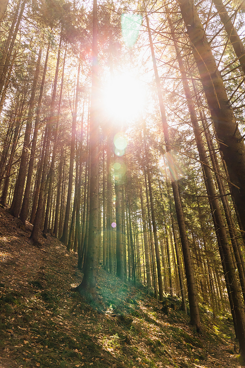 Sunshine and trees on hill in mountains