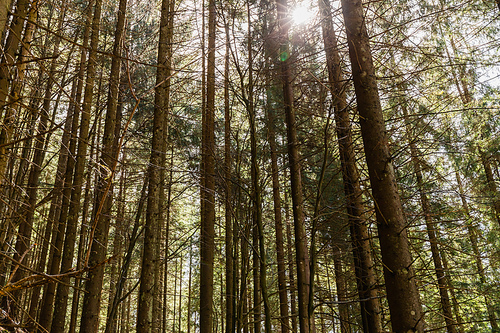 Sunshine and coniferous trees in forest