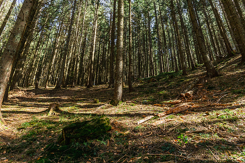 Sunlight on mossy meadow in forest