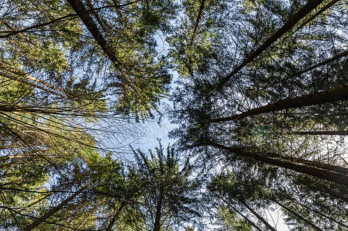 Bottom view of trees in forest with blue sky at background