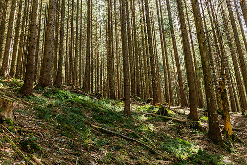 Scenic view of sunlight on moss in evergreen forest