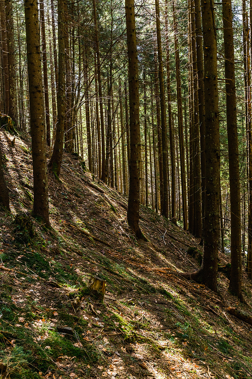 Sunlight on moss and ground in forest