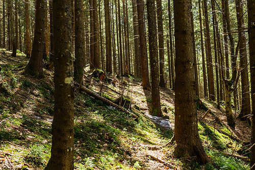 Sunlight on grass and moss in coniferous forest