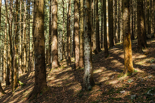 Sunlight on trunks of coniferous trees n forest